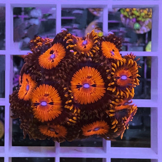 Blood Suckers / Date Night (Full Plug!)