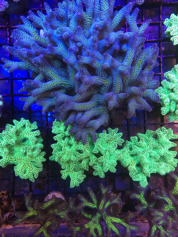 Lazys Hybrid Blue Zing Birdsnest - (one of a kind)