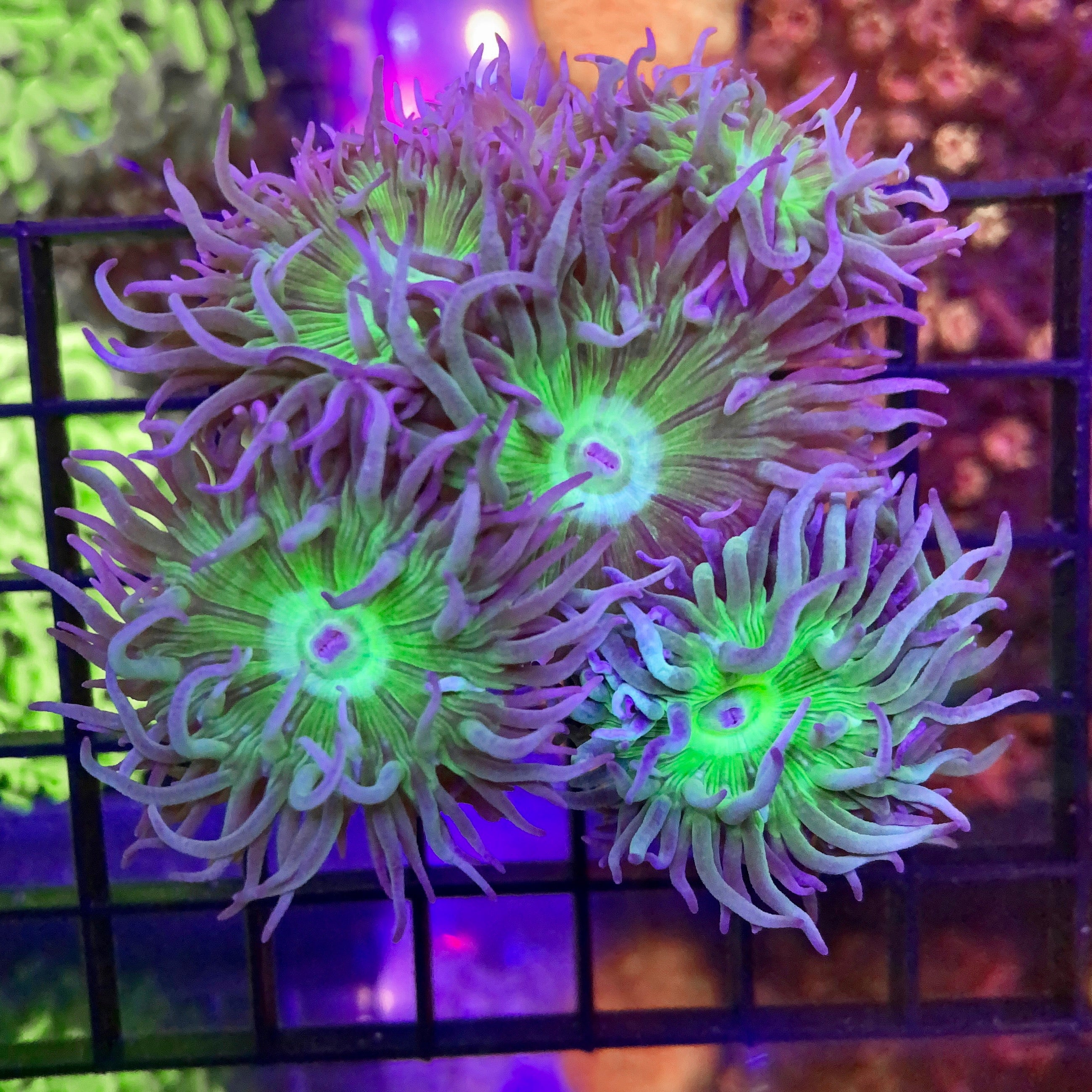 Green & Purple Duncan (5 heads!) – Lazy's Coral House