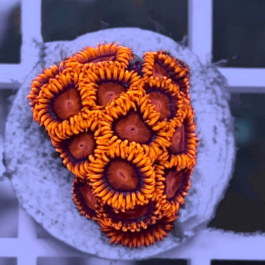 LZBBE Bam Bam Extreme Zoa (14 Polyps!)