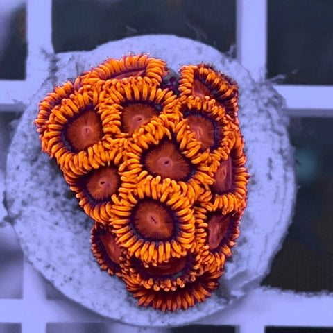 LZBBE Bam Bam Extreme Zoa (14 Polyps!)