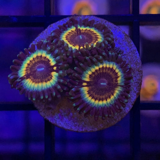 Vamps in drag zoanthids (3 polyps)