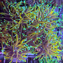 CC Goldfinger Torch Coral