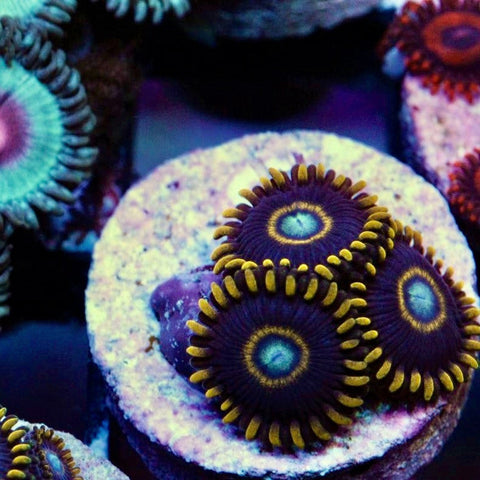 OG 2009 Blue Hornets Zoanthids (3 Polyps)