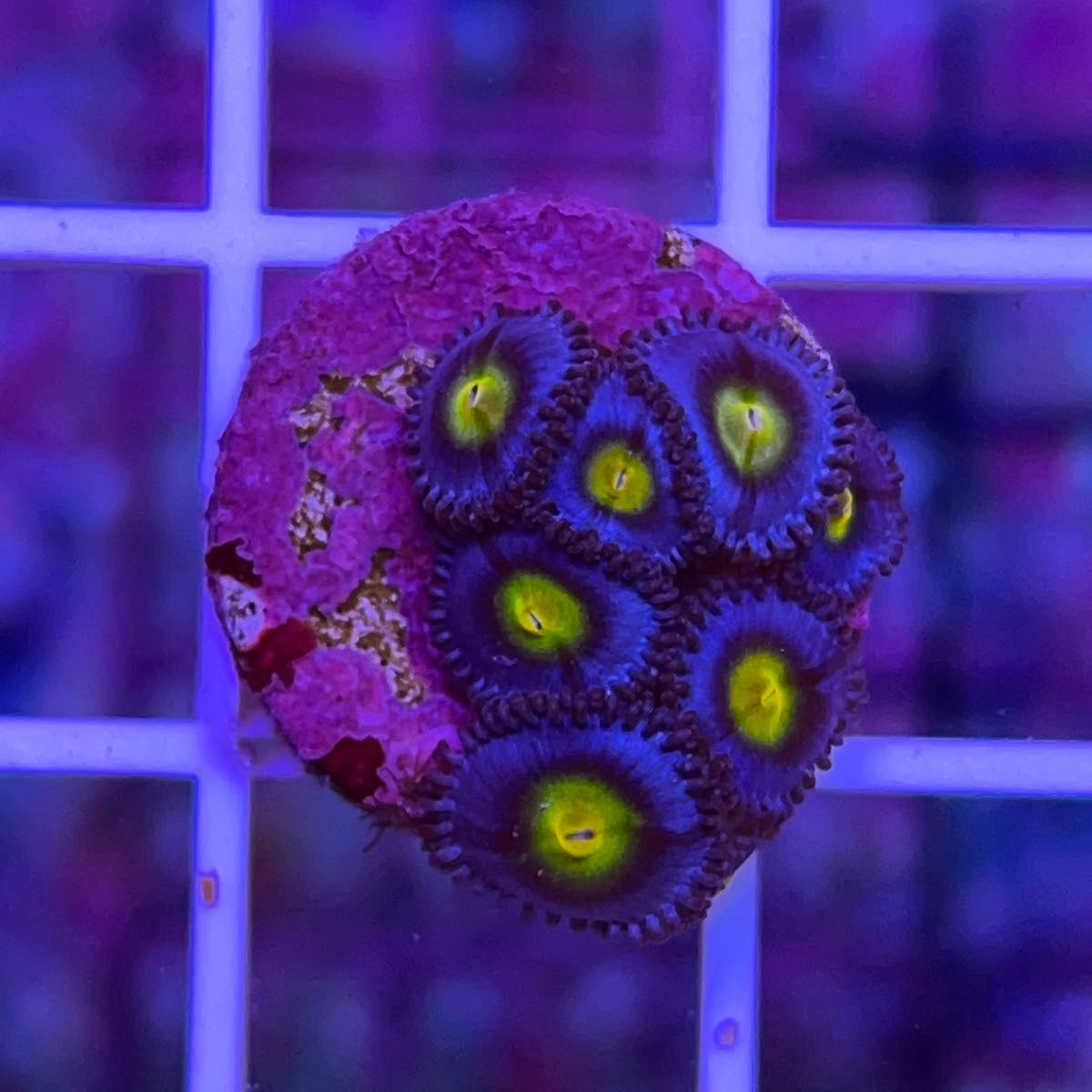 WWC AOI (7 polyps)