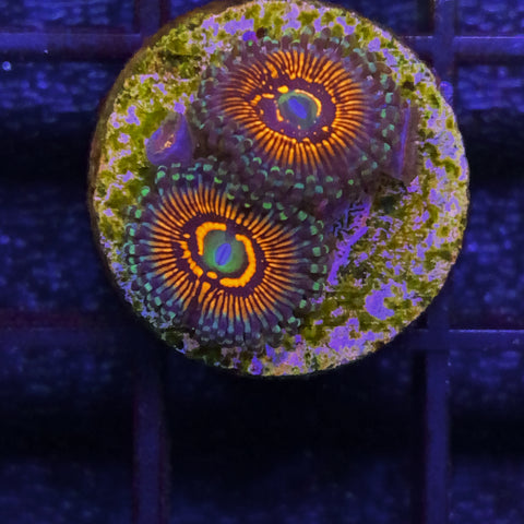 God of War Zoa (2 polyp )