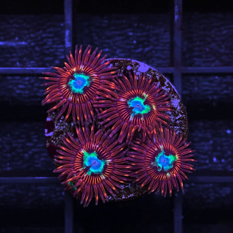 LCH Chrysanthemum’s (4 polyps)