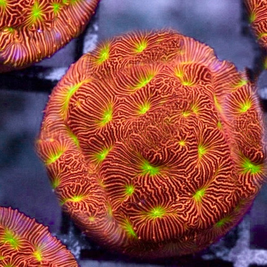 JF Jack-O-Lantern Leptoseris