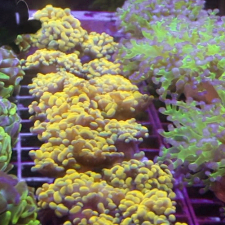 LCH Yellow Gold Branching Frammer Coral