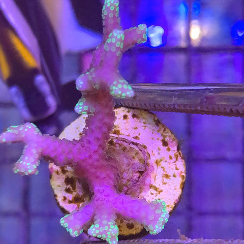 ORA Pink w/green tip Birdnest