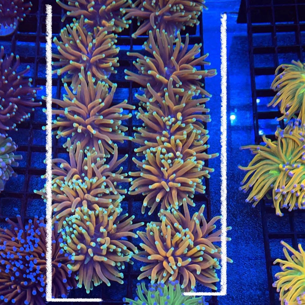 Hellfire Torch Coral